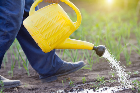 Close up of water can spraying sprouts in vegetable gardenの写真素材