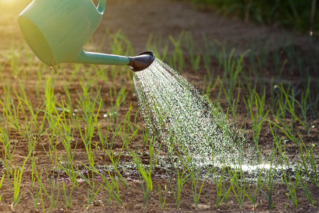 Close up of water can spraying water on young onion in vegetable gardenの写真素材