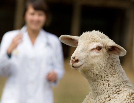 Cute lamb portrait with veterinarian の写真素材