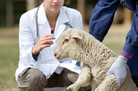 Afraid lamb in workers hands waiting for vaccinationの写真素材
