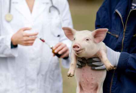 Afraid piglet of workers hands waiting for vaccinationの写真素材