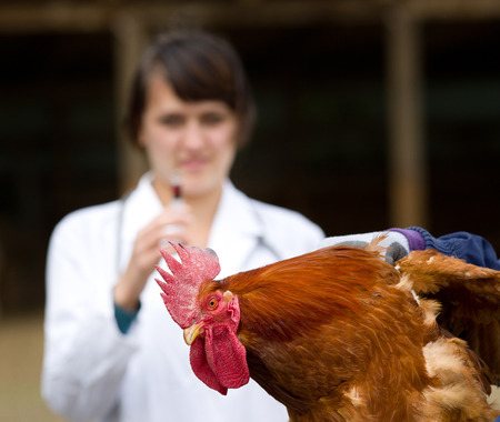 Close up of rooster waiting for vaccine from veterinarianの写真素材