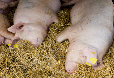 Domestic pigs laying on hay in stable during hot dayの写真素材