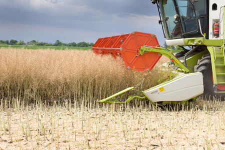 Close up of combine harvester cutting rapeseed plants in the fieldの写真素材