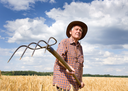 Old man farmer working in barley field in summer time, blue sky with white clouds in backgroundの写真素材