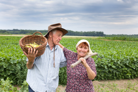Happy senior couple peasants standing and hugging in the yellow bean fieldの写真素材