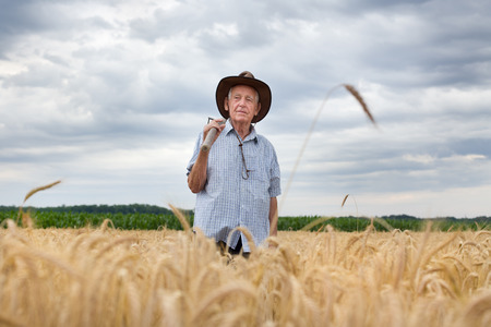 Senior farmer carrying fork on the shoulder and walking in golden barley fieldの写真素材