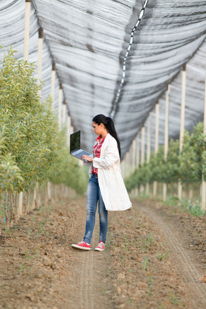 Young woman agronomist working on laptop  beside apple trees in modern orchard with anti hail netの写真素材