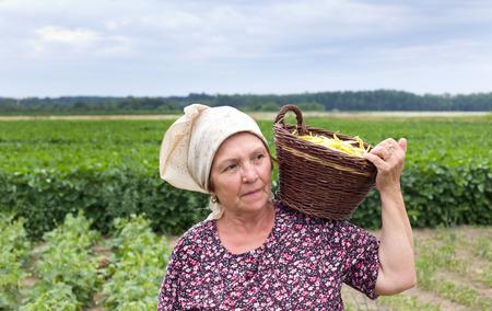 Senior country woman carrying knitted basket with yellow bean in the fieldの写真素材