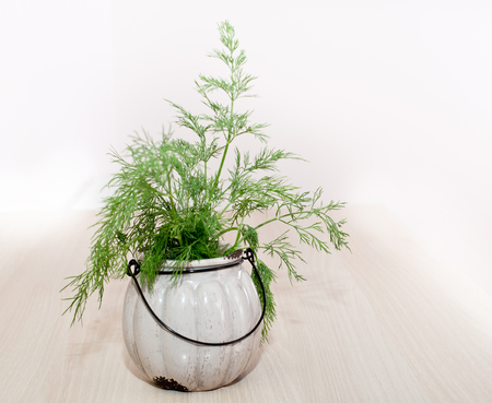 Close up of fresh dill in old fashioned pot on wooden board with white backgroundの写真素材