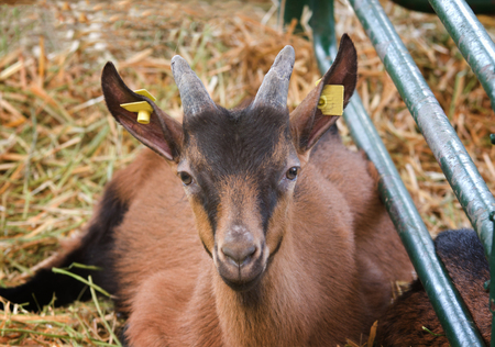 Close up of brown Saanen goatling looking at cameraの写真素材