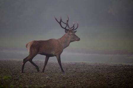 Red Deer walking on meadow on foggy morningの写真素材