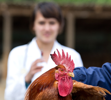 Close up of rooster waiting for vaccine. Veterinarian in backgroundの写真素材