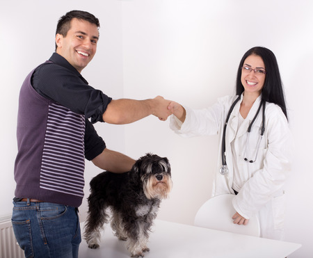 Young woman veterinarian and dog's owner shaking hands. Miniature schnauzer standing on white tableの写真素材