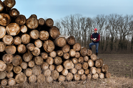 Young lumber engineer with notebook standing on cut trunks. Forest in backgroundの写真素材