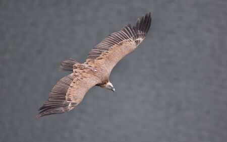 Griffon vulture flying over Uvac river canyon in Serbia, top viewの写真素材