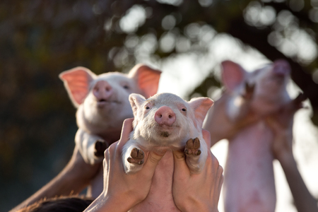 Three funny piglets raised in the air on the farmの写真素材