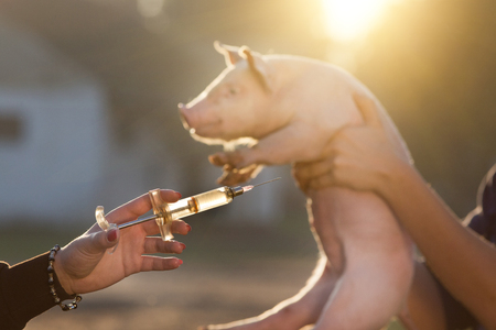 Close up of female veterinarian hand holding injection. Piglets in farmers hands in backgroundの写真素材