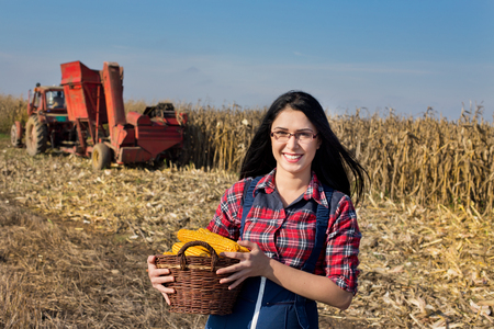 Young farmer girl holding basket full of corn cobs in the field. Agricultural machinery in backgroundの写真素材