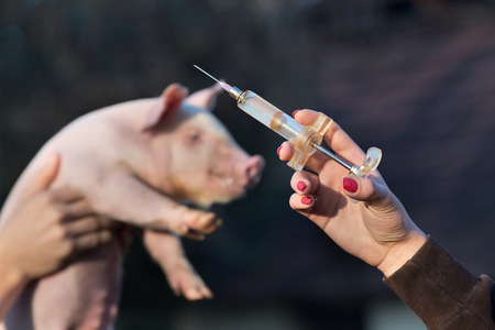 Close up of female veterinarian hand holding injection. Piglets in farmers hands in backgroundの写真素材