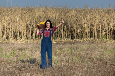 Young happy girl holding basket with corn cobs on the shoulder and showing thumb up. Corn field in backgroundの写真素材