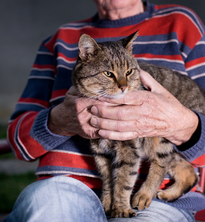 Cute tabby cat sitting in old man's lap. Wrinkled hands of old man holding catの写真素材