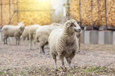 Sheep flock standing on the farm with corn storage in backgroundの写真素材