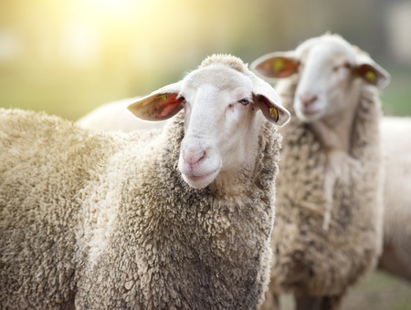 Two sheep standing on farmland and looking in same directionの写真素材