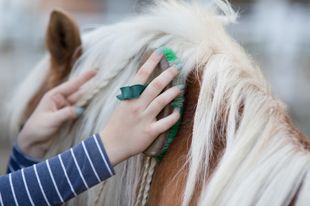 Close up of female hands grooming horse on the ranchの写真素材