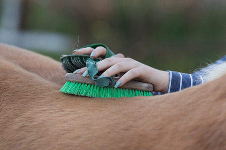 Close up of female hands grooming horse on the ranch