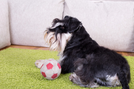 Cute Miniature Schnauzer lying on green carpet with ball and inviting to playの写真素材