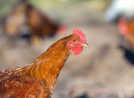 Close up of red hen walking on poultry farm