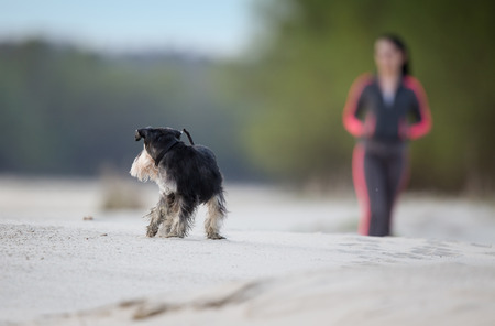 Cute dog miniature schnauzer playing on sandy coast. Girl walking in backgroundの写真素材
