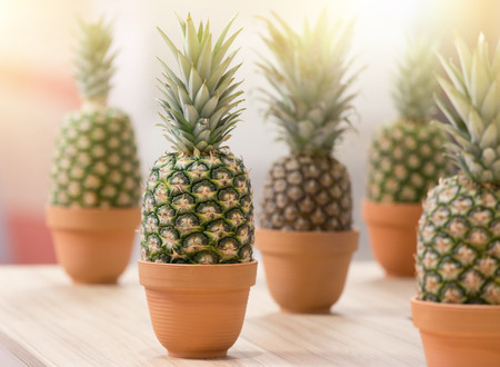Concept of tropical fruit growth. Group of pineapples in flower potsの写真素材