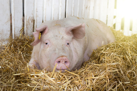 Large white swine (Yorkshire pig) lying on straw in pen with white wooden fence in backgroundの写真素材