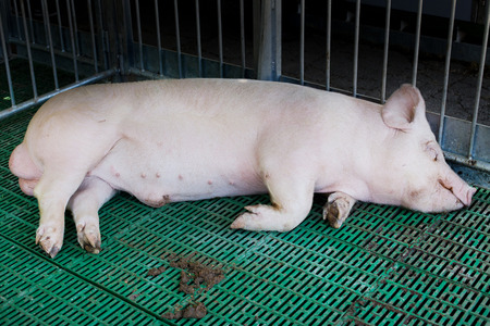 Boar (Large white swine) sleeping on modern plastic floor in a pigpenの写真素材