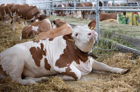 Simmental cows lying on straw in cow stableの写真素材