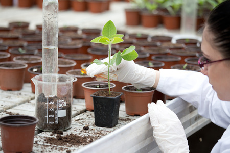 Young woman biologist in white coat pouring liquid from test tube into flower pot with sprout in...