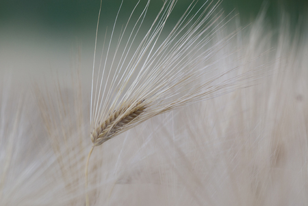 Close up of barley ears in the field at sunset in early summer timeの写真素材