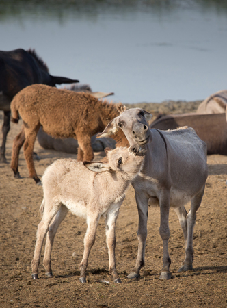 Cute colt kissing donkey near pond in summertimeの写真素材