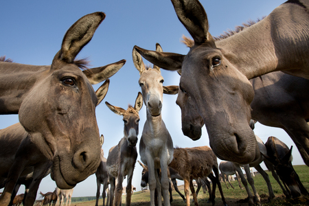 Funny image of group of curious donkeys staring in camera shooting with wide angle lensの写真素材