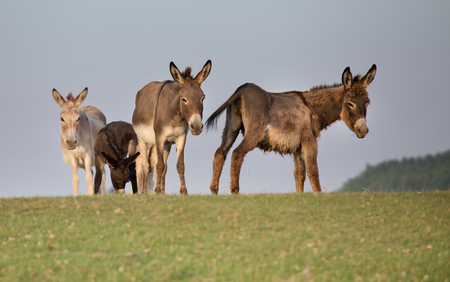 Small group of cute donkeys standing on meadow in summer timeの写真素材