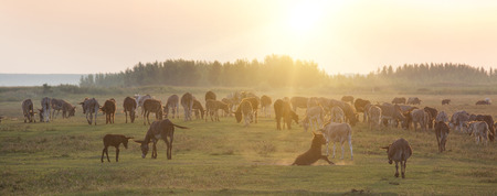Panorama of plains with large group of donkeys on meadow in sunsetの写真素材