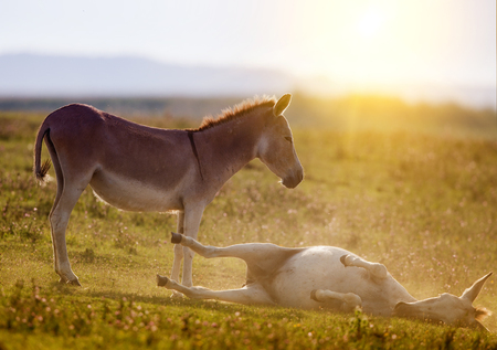 Two cute donkeys playing on meadowat at sunset in summer timeの写真素材