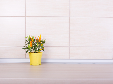 Paprika plant in yellow flower pot on wooden kitchen countertop with beige tiles on the wall. Clean design and cooking conceptの写真素材