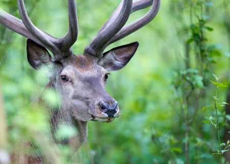 Portrait of careful and afraid red deer with antlers hidden in forest.  Wildlife animal in natural habitatの写真素材