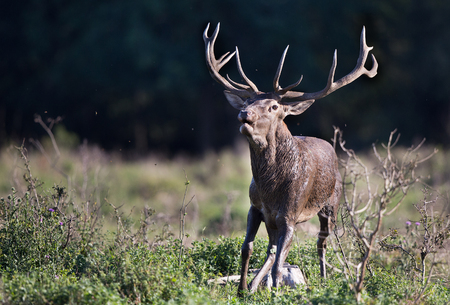 Big strong red deer running and roaring on meadow in mating seasonの写真素材