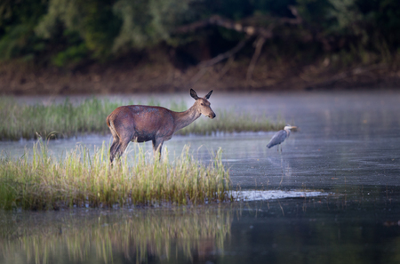 Hind (red deer female) standing beside river for summer refreshmentの写真素材