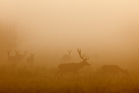 Red deer chasing hind in thick fog in mating seasonの写真素材