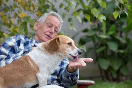 Cute dog sitting on senior man's lap and licking his hand on bench in courtyardの写真素材